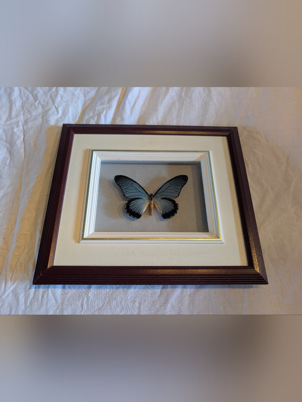 2/100$ Vintage Teal and Black Framed real Butterfly Wall Art